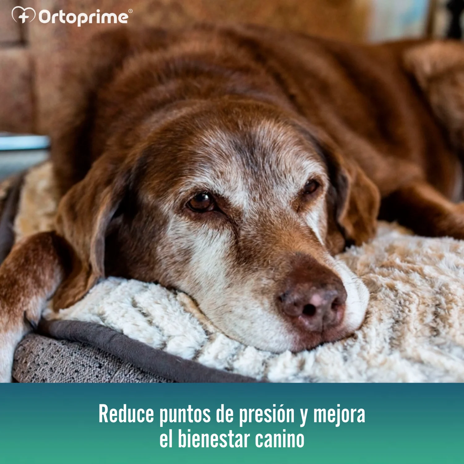 Colchón para Perros Viscoelástico con Funda | 4 Tallas - Image 7