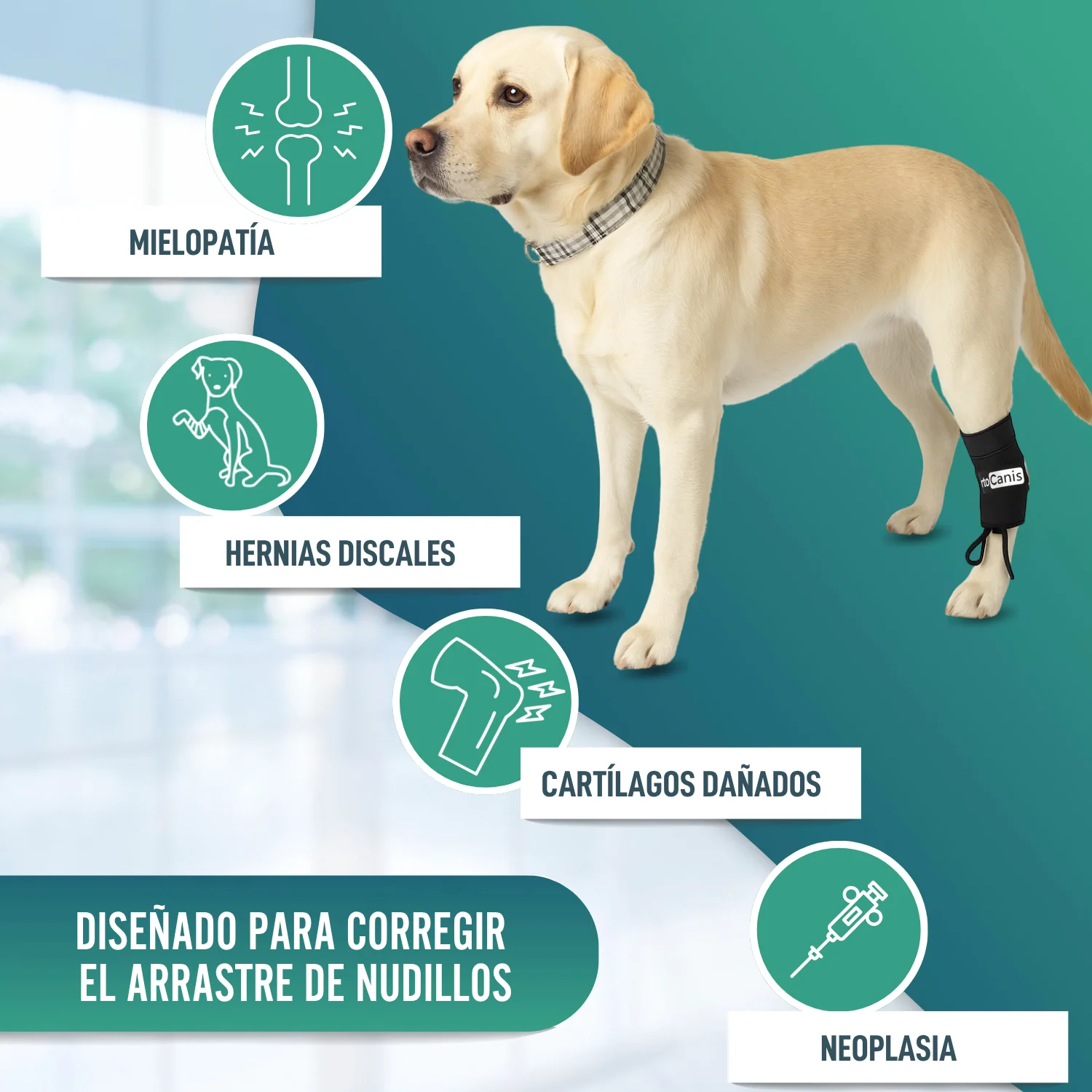 Corrector Propioceptivo para Perros con Knuckling | 5 Tallas - Image 5