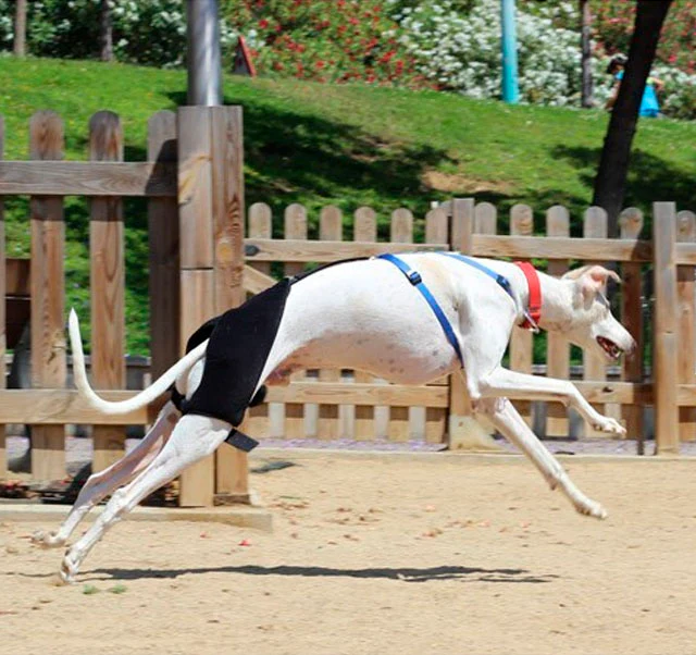 Soporte de Cadera para Perros | Por Tallas - Image 4